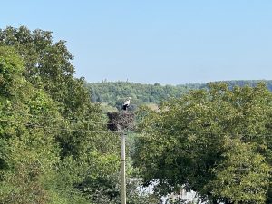 Bocian na obrzeżach wsi
